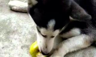 幼犬可以吃地瓜吗