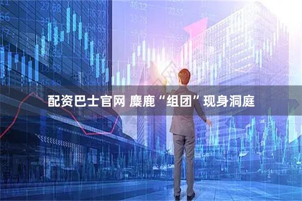 配资巴士官网 麋鹿“组团”现身洞庭